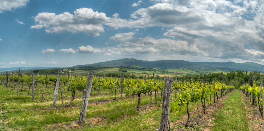 champ de vigne devant un beau paysage de colline en  Toscane en Italie au printemps
