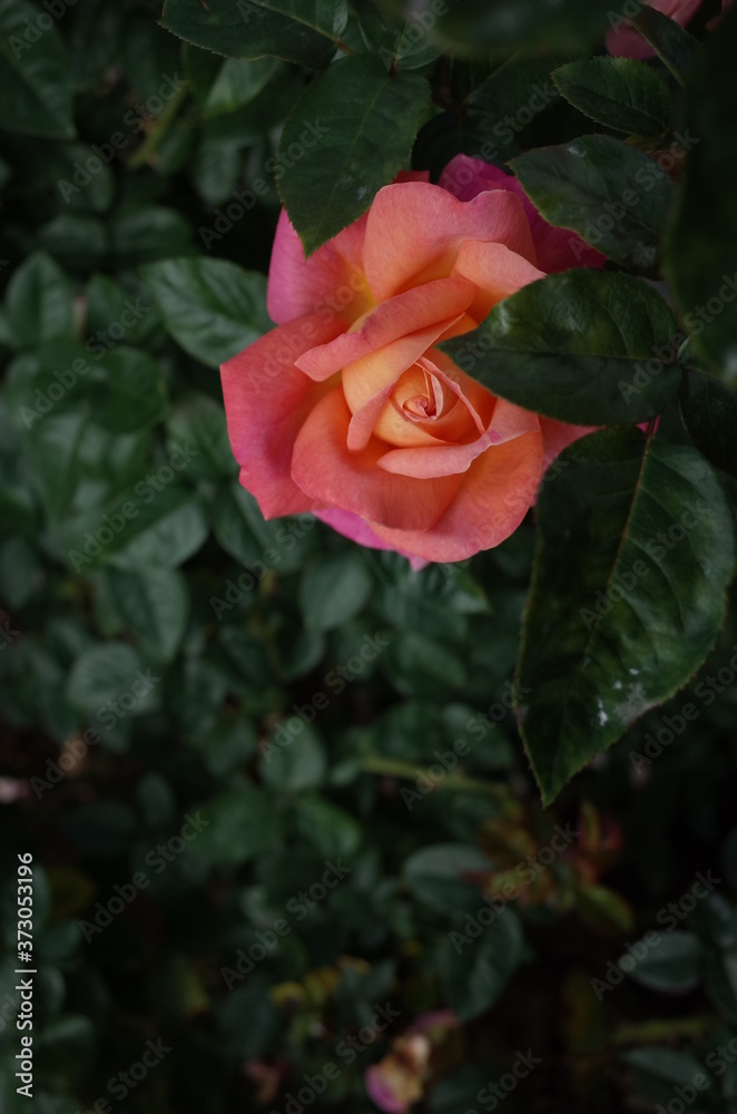 Light Pink Flower of Rose 'Chicago Peace' in Full Bloom
