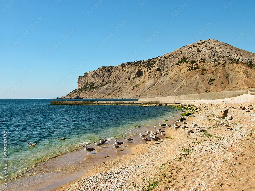 Seagulls on an empty beach on a background of rocks