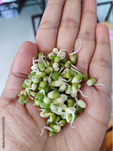 Sprouted seeds of green gram with hand background.