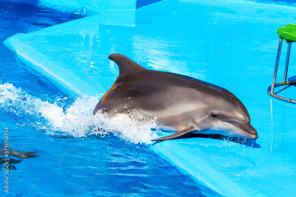 Obraz premium Dolphins on creative entertaining show at dolphinarium with full house of visitors show amazing tricks. Spectators happily delighted in Odessa, Ukraine