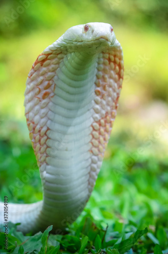 Albino Indian cobra - Naja naja (Linnaeus, 1758)