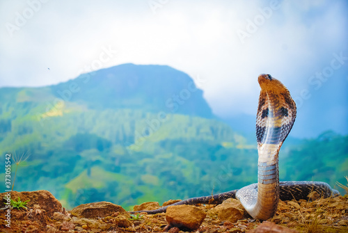 Indian cobra- Naja naja (Linnaeus, 1758) photo