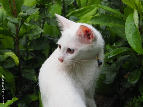 The white cats in Thailand are very cute. © panthawat