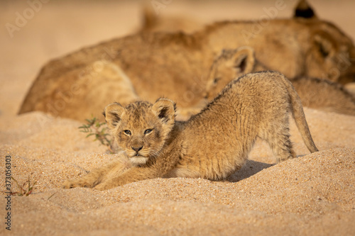 Cute baby lion cub stretching while resting with its pride in sandy river bed in Kruger Park South Africa