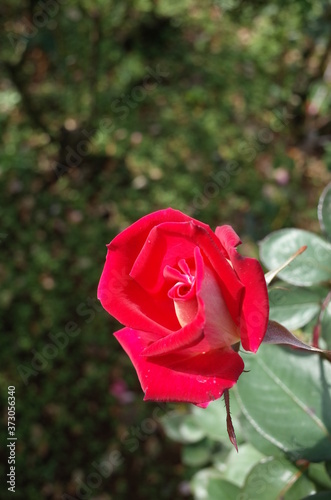 Pink Flower of Rose 'Colorama' in Full Bloom
 photo