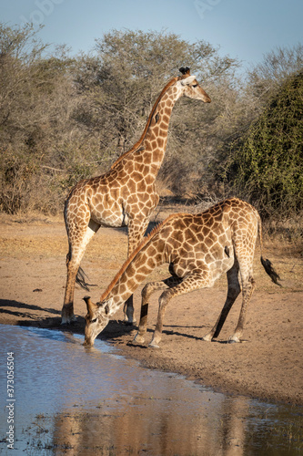 Vertical portrait of two thirsty giraffe standing at the edge of a waterhole drinking water in Kruger Park in South Africa © stuporter