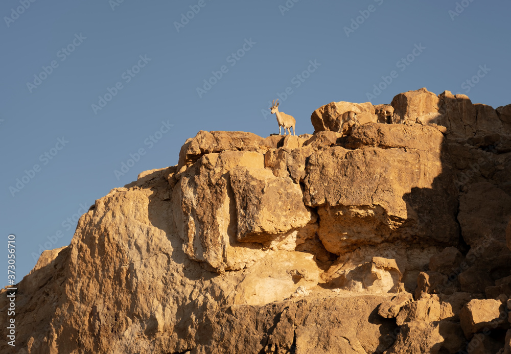 Mountain goats on the cliff. Negev desert, Israel