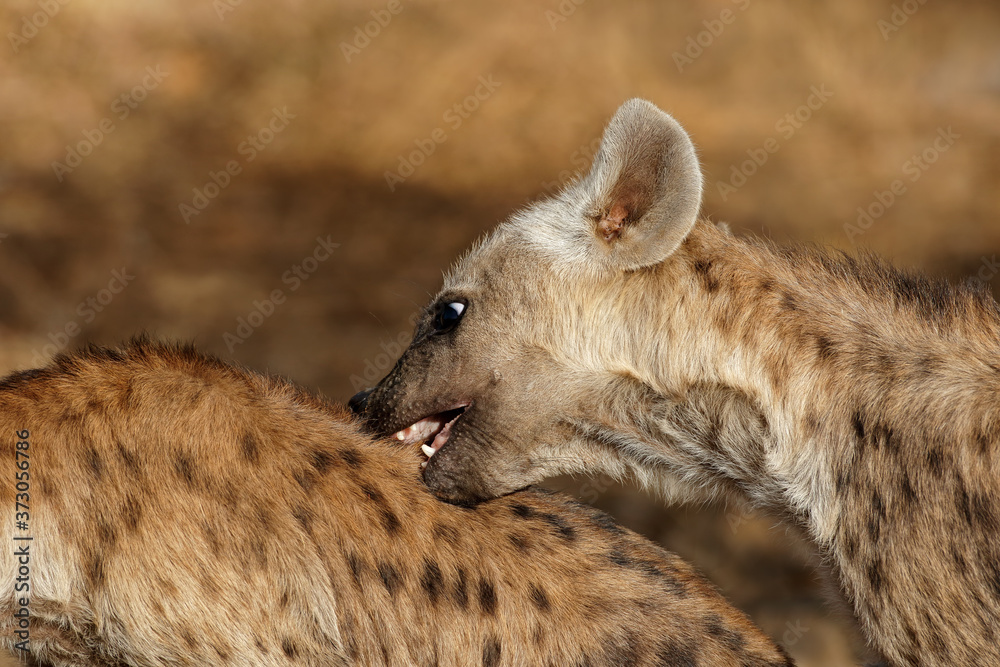 Portrait of a young spotted hyena (Crocuta crocuta), Kruger National Park, South Africa. Portrait of a young spotted hyena (Crocuta crocuta), Kruger National Park, South Africa.