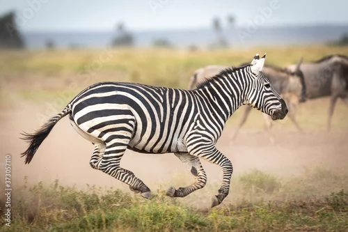 Fototapeta na wymiar Female zebra running fast leaving dust across the Amboseli plains in Kenya