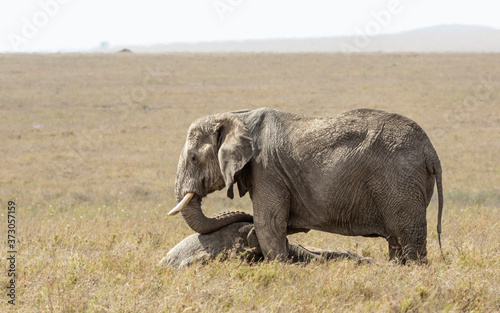 Photography Adult female elephant standing over a dead elephant mourning in Serengeti Park i