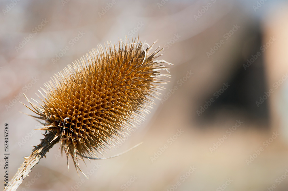 background for text dry prickly plant close up
background for text dry prickly plant close up