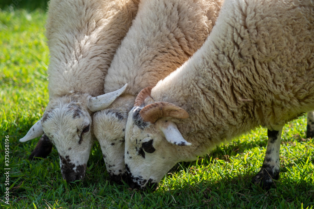 Ram with horns in foreground and wo ewes beside him grazing in a grassy field. Natural light with copy space. Ram with horns in foreground and wo ewes beside him grazing in a grassy field. Natural light with copy space.