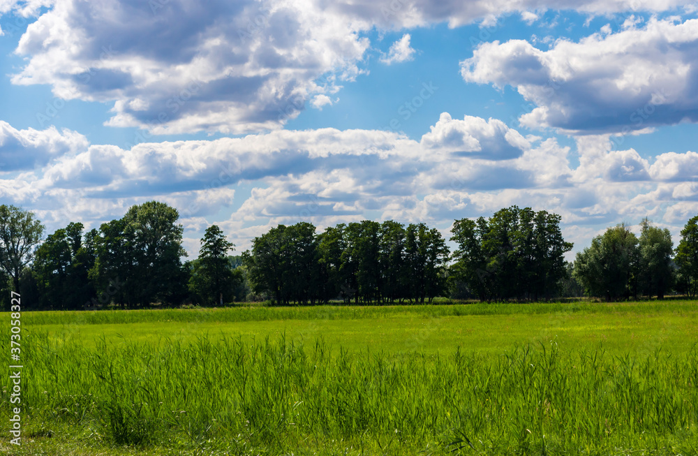 Obraz premium eine Landschaft im Spreewald