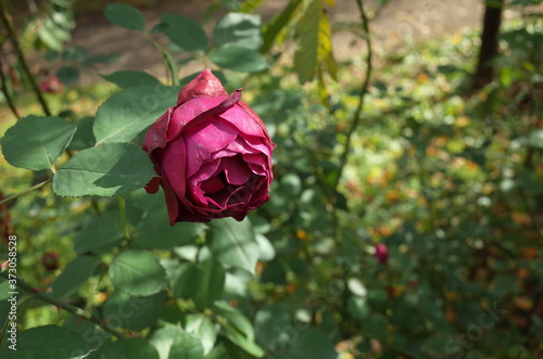 Dark Red Flower of Rose 'Dinah' in Full Bloom
 photo
