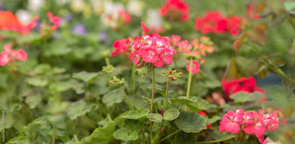 lush green sunlit summer garden lush green sunlit summer garden