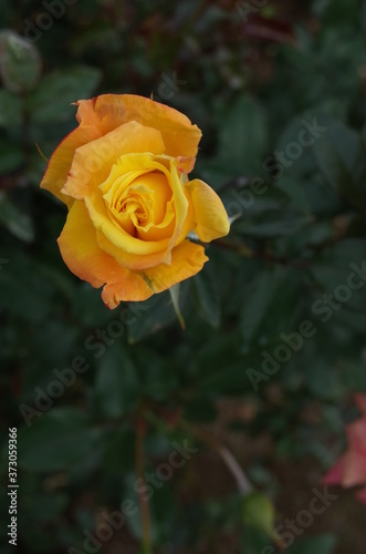 Yellow Flower of Rose  Dr. Faust  in Full Bloom 