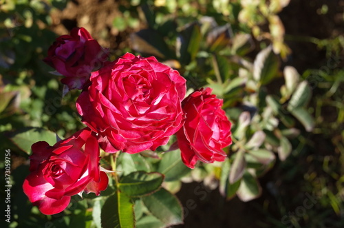 Red Flower of Rose  Duett Balconia  in Full Bloom 