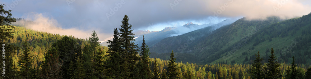 Siberian mountain taiga, spruce forest, sunset sky, large panorama, Altai	