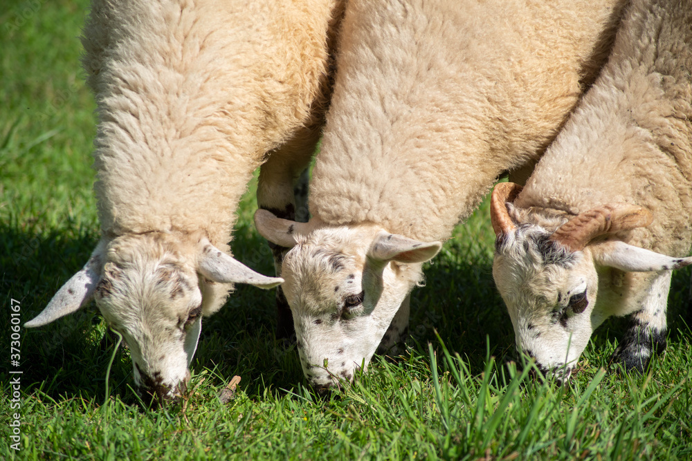 Full frame image in natural light of three speckle-faced sheep grazing together. Ram on right with horns. Full frame image in natural light of three speckle-faced sheep grazing together. Ram on right with horns.