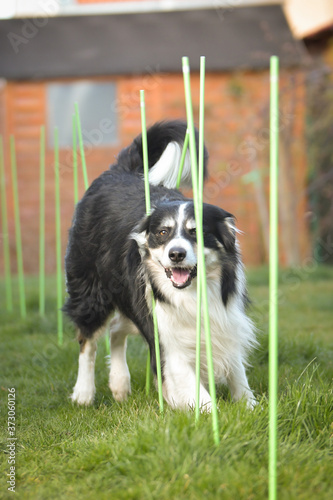 Tricolor border collie in agility slalom on individual intensive training at home. © doda
