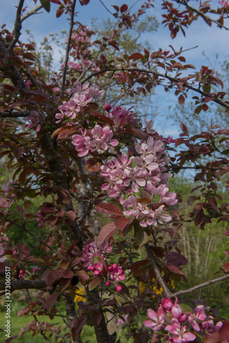 Spring Blossom on a Crab Apple Tree (Malus x robusta 'Red Sentinel') Growing in a Garden in Rural Devon, England, UK
