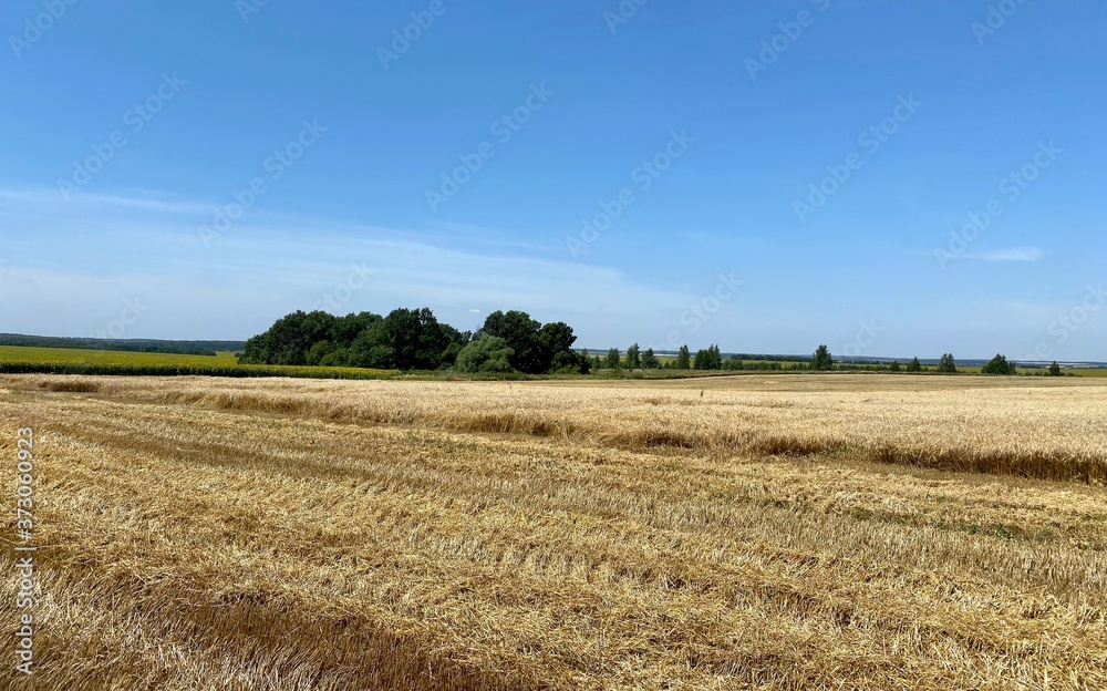 пшеница, урожай, поле, 