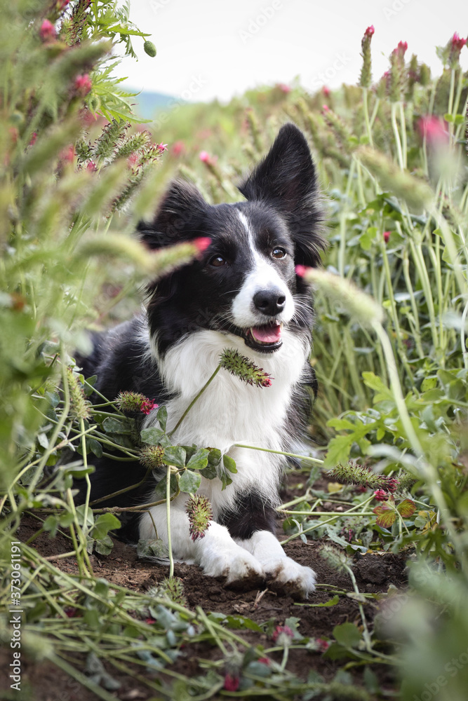 Adult border collie is lying in crimson clover. He want it so much.