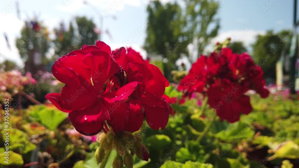 Close up of red flowers on a sunny day.