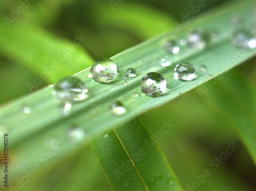 Closeup water drops on leaf in garden with blurred bcakground, macro image ,droplets on nature leaves ,dew in forest, soft focus for card design