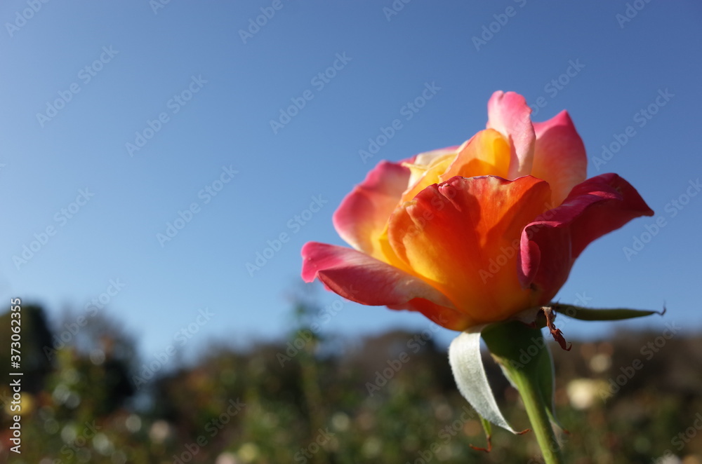 Fototapeta premium Cream and Pink Flower of Rose 'Eiko' in Full Bloom 