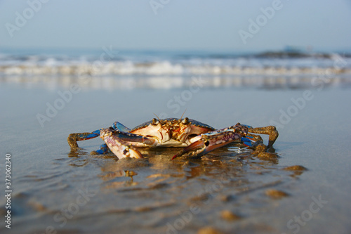 floating blue crab. a floating crab sits on a beach at low tide