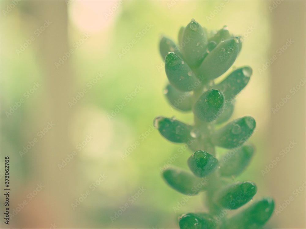 Closeup green succulent Burro's-tail plants ,sedum morganianum with water drops ,cactus desert plant and blurred background ,macro image ,dew on leaf ,soft focus ,sweet color for card design Closeup green succulent Burro's-tail plants ,sedum morganianum with water drops ,cactus desert plant and blurred background ,macro image ,dew on leaf ,soft focus ,sweet color for card design