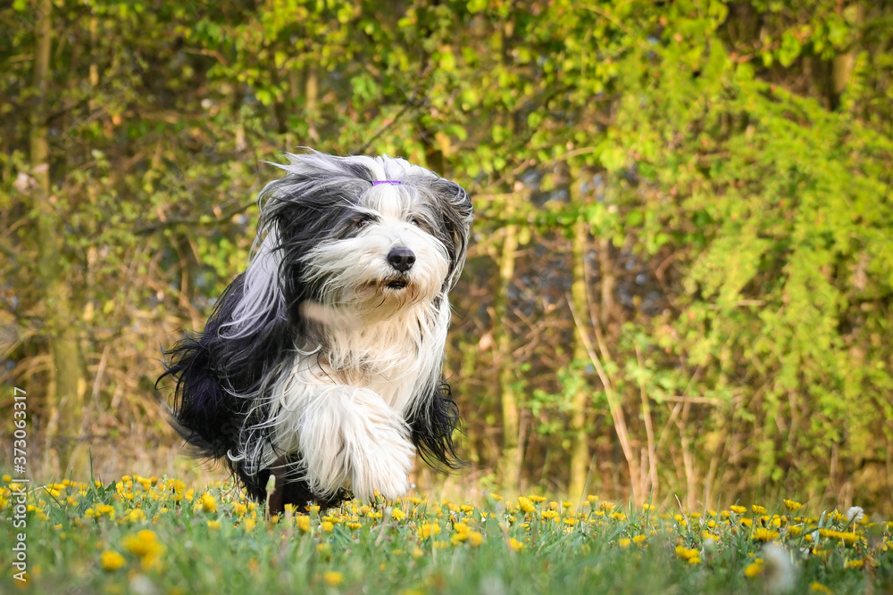 Bearded collie is running in dandelions. He is so patient dog. Bearded collie is running in dandelions. He is so patient dog.