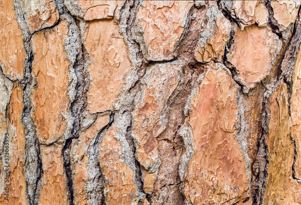Large beautiful brown pine bark. Close-up. Texture Large beautiful brown pine bark. Close-up. Texture