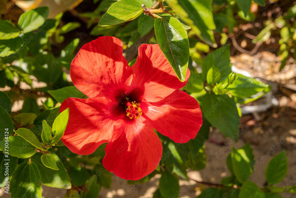 Hibiscum flowers in the gardens of Sancti Petri, Cadiz, Spain Hibiscum flowers in the gardens of Sancti Petri, Cadiz, Spain