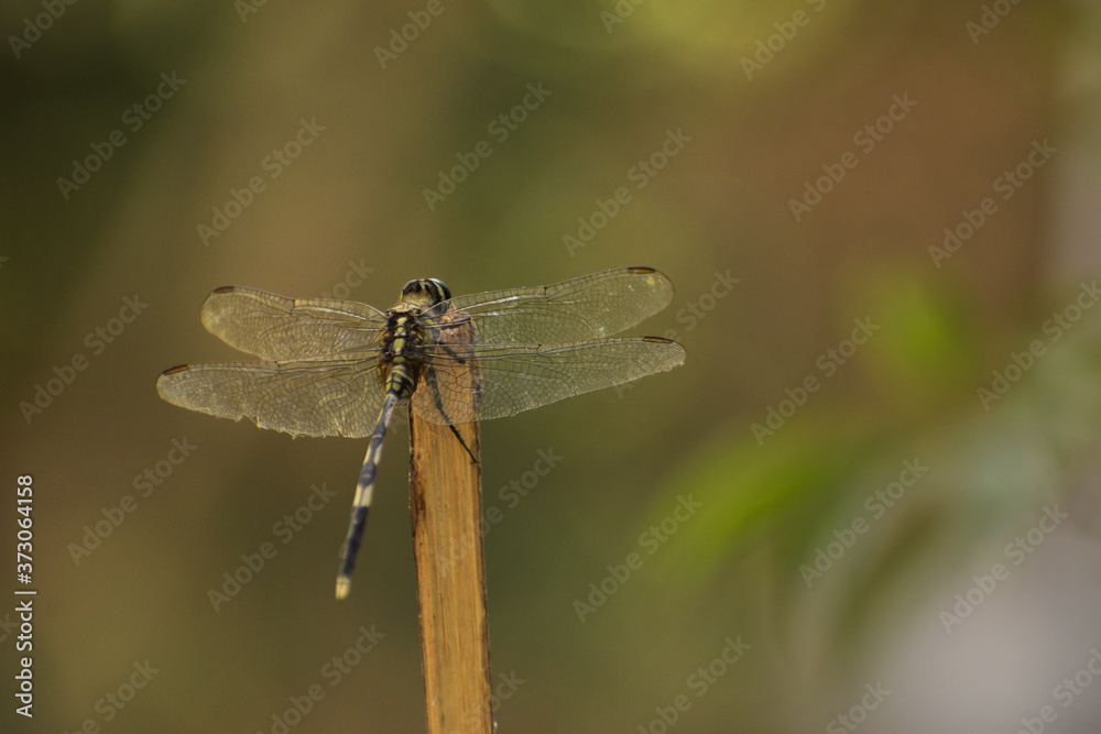 A back side view of dragonfly sitting on small wooden pole A back side view of dragonfly sitting on small wooden pole