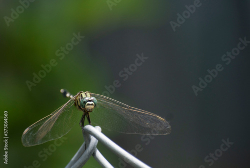 A front view of dragonfly sitting on fence with shallow depth background