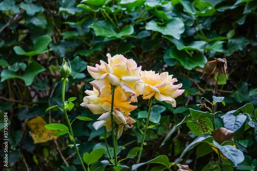 die letzten Rosen des Jahres