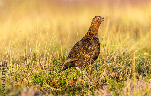 Red Grouse calling in Summer. (Scientific name: Lagopus Lagopus Scotica) Red Grouse male or Cock bird stood in natural habitat of blooming purple heather and grasses facing right. Space for copy.