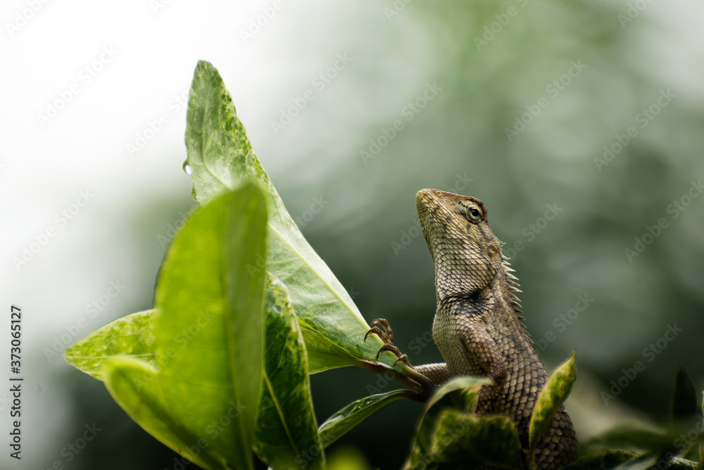 A oriental garden lizard sitting on leaves with gradient background A oriental garden lizard sitting on leaves with gradient background