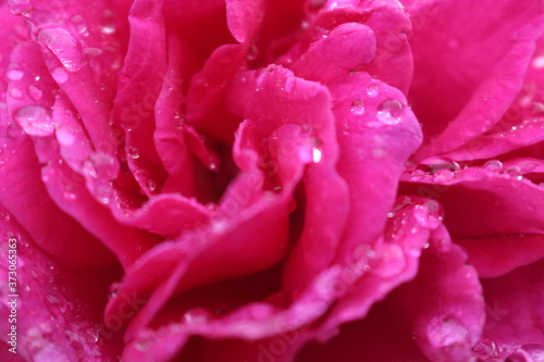beautiful scarlet rose after rain