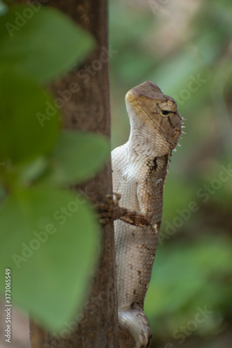 Oriental garden lizard on branch of tree