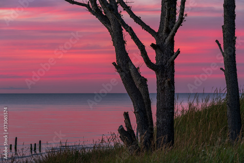 tree by the water on the shore after sunset