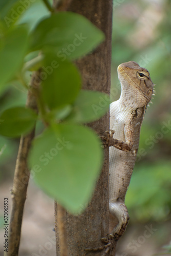 Oriental garden lizard with leaves foreground and shallow depth background