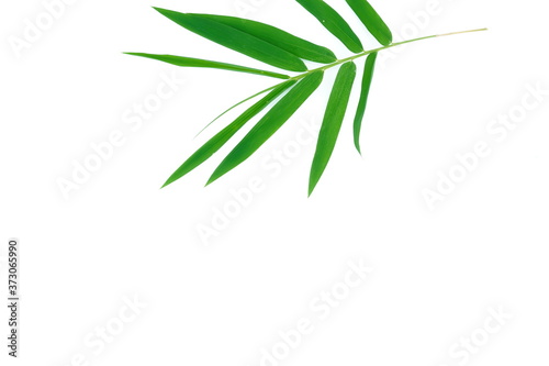 Bamboo leaves on a white background © Chaisi