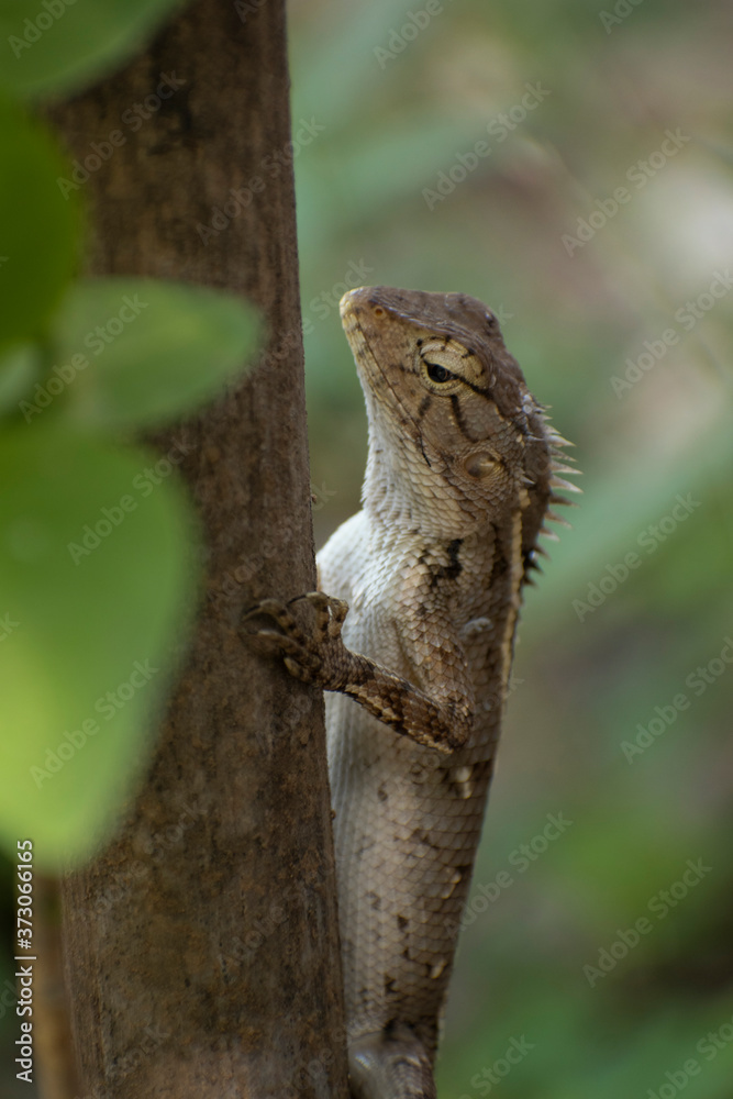 Portrait of oriental garden lizard on wood of tree Portrait of oriental garden lizard on wood of tree