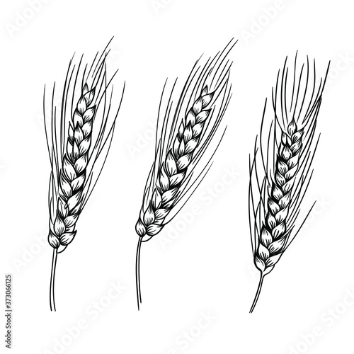 Ears of wheat cereal crops. Scetch. Black and white decorative icons set isolated vector illustration. Emblem, logo