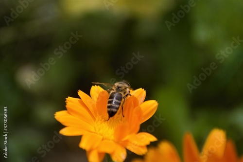 
A bee climbs a yellow flower