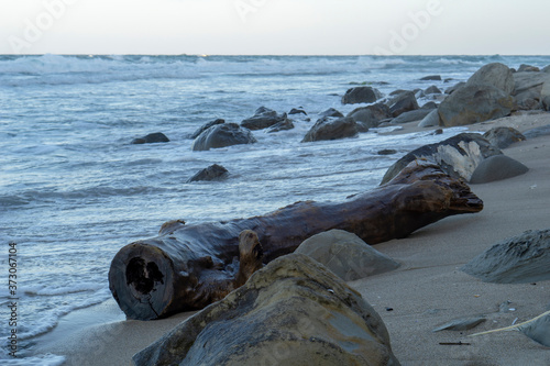 A tree log thrown out from the sea by the waves. 